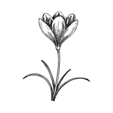 Safran çizimi. Crocus yaban çiçeği illüstrasyonu. Vektör baharat bitkisi çizimi. El çizimi bahar tasarımı öğesi. Yapay zeka oluşturulmadı