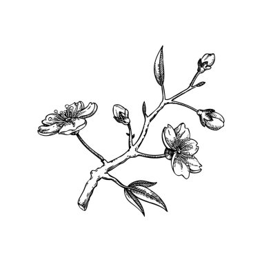 Sakura çiçek çizimi. Kiraz çiçeği vektör çizimi. Çiçek açan ağaç dalı çizimi. El çizimi bahar tasarımı öğesi. Yapay zeka oluşturulmadı