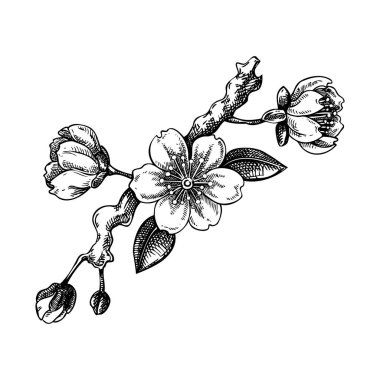 Sakura çiçek çizimi. Kiraz çiçeği vektör çizimi. Çiçek açan ağaç dalı çizimi. El çizimi bahar tasarımı öğesi. Yapay zeka oluşturulmadı