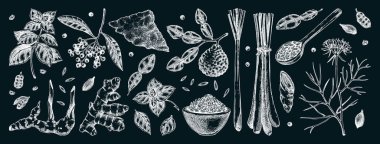 El çizimi baharat vektör çizimleri. Fesleğen, galangal, kimyon, kişniş, tümör, limon otu, limon eskizleri. Mutfak otları tebeşir çizimleri. Gıda tasarımı ögeleri Yapay Zeka tarafından oluşturulmadı