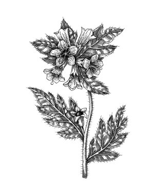 Su baldıranı çizimi. Zehirli bitki çizimi. Cicuta elle çizilmiş vektör çizimi. Büyücülük, bitkisel ilaçlar, tıbbi bitkiler, eczacı. Yapay zeka oluşturulmamış Vektör illüstrasyonu.