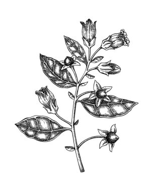 Su baldıranı çizimi. Zehirli bitki çizimi. Cicuta elle çizilmiş vektör çizimi. Büyücülük, bitkisel ilaçlar, tıbbi bitkiler, eczacı. Yapay zeka oluşturulmamış Vektör illüstrasyonu.