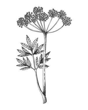 Su baldıranı çizimi. Zehirli bitki çizimi. Cicuta elle çizilmiş vektör çizimi. Büyücülük, bitkisel ilaçlar, tıbbi bitkiler, eczacı. Yapay zeka oluşturulmamış Vektör illüstrasyonu.