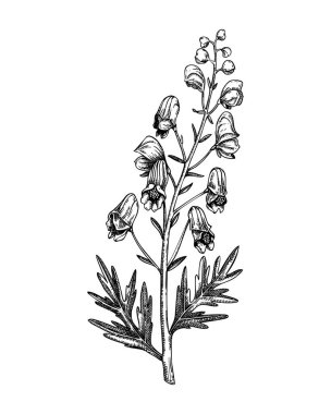 Bir robot resim. Zehirli bitki çizimi. Kurtboğan el yapımı vektör çizimi. Büyücülük, bitkisel ilaçlar, tıbbi bitkiler, eczacı. Yapay zeka oluşturulmamış Vektör illüstrasyonu.