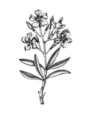 Oleander skeci. Zehirli bitki çizimi. Rosebay elle çizilmiş vektör çizimi. Büyücülük, bitkisel ilaçlar, tıbbi bitkiler, eczacı. Yapay zeka oluşturulmamış Vektör illüstrasyonu.