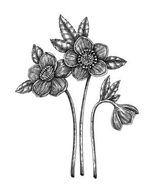 Siyah karabatak bitki eskizi. Zehirli bitki el yapımı vektör çizimi. Cadılık tasarım elementleri. Yapay zeka oluşturulmamış Vektör illüstrasyonu.