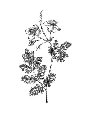 Daha büyük bir celandine eskizi. Zehirli bitki çizimi. Beyaz böğürtlen el yapımı vektör çizimi. Büyücülük ve şifalı bitki çizimi. Yapay zeka oluşturulmamış Vektör illüstrasyonu.