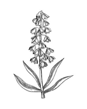 İranlı zambak çiçeği skeci. Zehirli bitki el yapımı vektör çizimi. Yapay zeka oluşturulmamış Vektör illüstrasyonu.