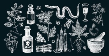 Cadılık el çizimi vektör çizimleri. Bohem tasarım elementleri. Cadı otları, zehirli bitkiler, sihirli malzemeler. Yapay zeka oluşturulmamış Vektör illüstrasyonu.