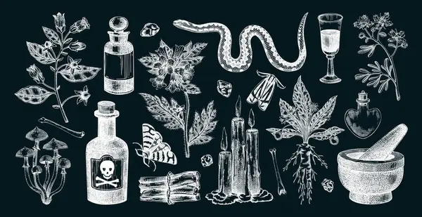 Cadılık el çizimi vektör çizimleri. Bohem tasarım elementleri. Cadı otları, zehirli bitkiler, sihirli malzemeler. Yapay zeka oluşturulmamış Vektör illüstrasyonu.