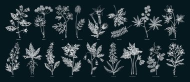 Zehirli bitki el çizimi vektör çizimleri. Eskiz tarzında cadı otları. Tahtaya tıbbi bitkiler çiziyor. Yapay zeka oluşturulmamış Vektör illüstrasyonu.