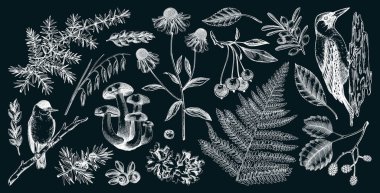 Sonbahar ormanı tasarım elementleri. Elle çizilmiş sonbahar yaprakları, eğrelti otları, böğürtlen ve kuşların botanik çizimleri. Klasik sonbahar bitkileri çizimleri. Yapay zeka oluşturulmamış Vektör illüstrasyonu.