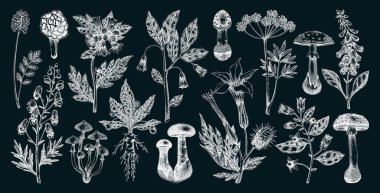 Zehirli bitkiler ve mantarlar elle çizilmiş vektör çizimi. Cadı otları, karatahtadaki ölümcül mantar çizimleri. Yapay zeka oluşturulmamış Vektör illüstrasyonu.
