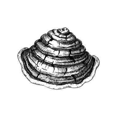 Mesima mantarı skeci. Tıbbi mantarlar el çizimi vektör çizimleri ayarlandı. Alternatif tıp. Song Gen skeci. Yapay zeka oluşturulmamış Vektör illüstrasyonu.