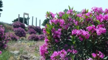 Antik Byblos şehrinin kolonisi. Arka planda Oleander Nerium 'un Bush' u Byblos 'un zıt kalıntıları var. Jbeil, Lübnan. UNESCO Dünya Mirası