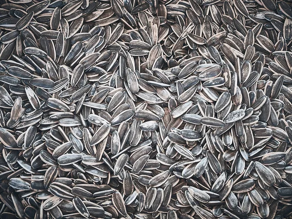 stock image Close-up of roasted sunflower seeds as a background