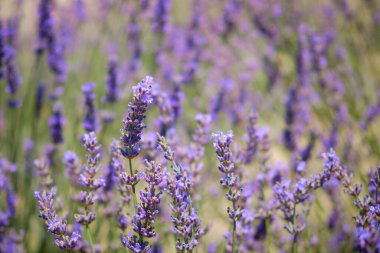 Lavanta çiçekleri. Çiçekli lavanta tarlası