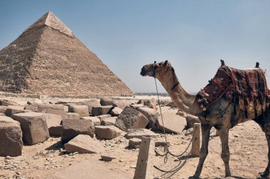 Deve arka planda Khafre Piramidinin önünde duruyor. Giza yaylası, Büyük Kahire, Mısır