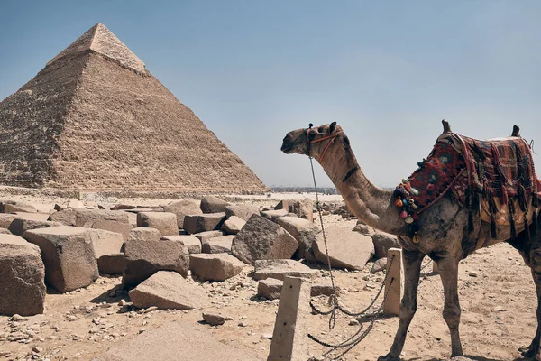 낙타는 배경에 Khafre의 피라미드 있습니다 Giza Plateau 그레이터 카이로 이집트 로열티 프리 스톡 사진