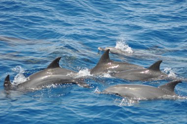 Yunus sürüsü denizden atlıyor.