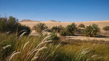 Çölde avuçlar ve ot. Sahra Çölü Büyük Kum Denizi 'nin kumları arka planda. Siwa Oasis, Mısır