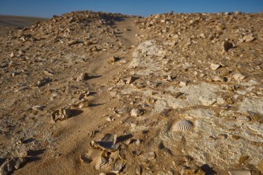 Siwa vahası yakınlarındaki çölde deniz kabuğu fosilleri, Sahra Çölü, Mısır. Kireç taşında fosil midye kabukları