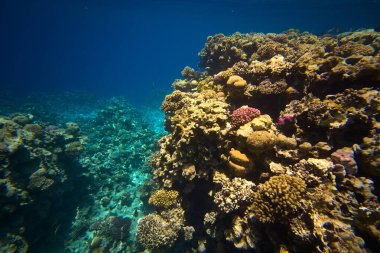 Tropikal bir denizdeki canlı bir mercan resifinin sualtı görüntüsü. Açık mavi su, sığ ve derin bölgeler arasındaki zıtlığı ortaya çıkararak yüksek görüş alanı sağlar.