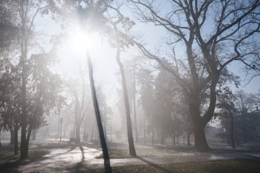 Sakin bir kış sabahı sahnesi. Güneş ışığı sislerin ve uzun yapraksız ağaçların arasından geçip gidiyor.
