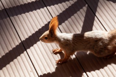 sly red squirrel with long, fluffy ears stands on the wooden floor of the veranda. A geometric shadow falls from the fenc