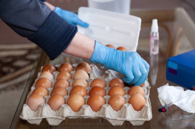 right hand in a blue rubber glove is transferring yellow chicken eggs from a cardboard patch to a plastic container. Close-u