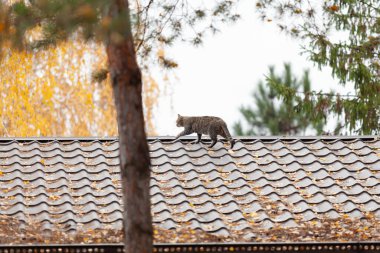 A gray cat walks along a gable roof made of brown metal tiles. Yellow fallen leaves of a tree lie on the roof