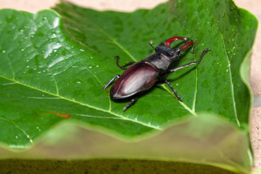 Büyük boynuzları olan geyik böceği yazın büyük yeşil bir yaprağın üzerinde oturur.