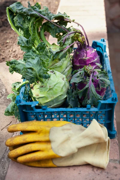 Vegetables in a box. Purple and green kohlrabi cabbages with tops lie in a blue plastic box. Working gloves are on the sid