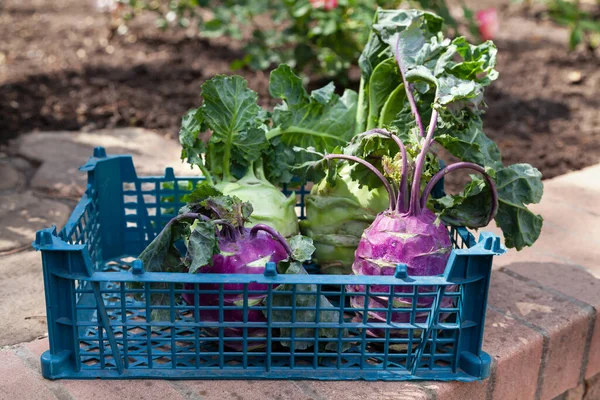 Vegetables in a box. Purple and green kohlrabi cabbages with tops lie in a blue plastic bo