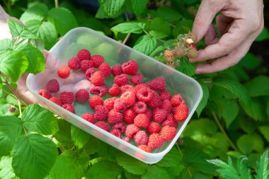 Ahududu hasadı. Adam sağ elinde olgun ahududu dolu plastik bir kap tutuyor. Sol el otobüsten ahududu topluyor.