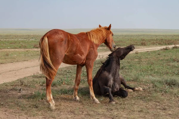 Tenderness in horses. The bay horse lies in the steppe. Nearby, a red horse bites he