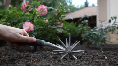 The hand holds a manual rotary cultivator with two stars and cultivates the soil in the vegetable garden close-up. Blurred rose bush in the background
