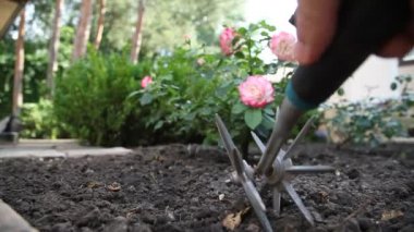 The right hand loosens the black soil under the rose bush with a manual rotary cultivator with two stars. Close-up. Back view