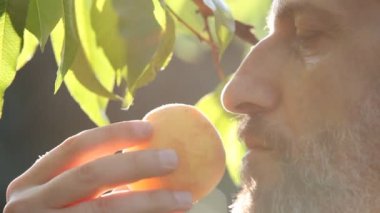 The expert brings a yellow peach to his nose and inhales the aroma and evaluates its quality. Profile view. Close-up
