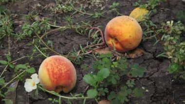 Mechanical fruit picking. Two ripe peaches lie on the ground. A plastic mechanical grip appears on top. The manipulator takes one peach and lifts it up