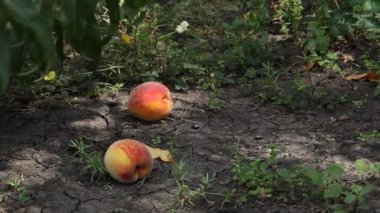 Mechanical fruit picking. A ripe peach falls from the tree to the ground. There are two peaches nearby. Peaches are collected by a plastic mechanical gripper. The manipulator takes each peach and lifts it up