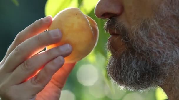 Farmer Gray Beard Appreciates Aroma Yellow Ripe Peach Orchard Profile — Stockvideo
