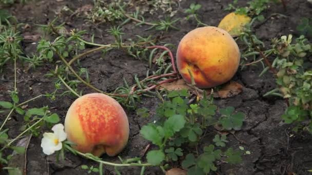 Mechanical Fruit Picking Two Ripe Peaches Lie Ground Plastic Mechanical — Video Stock