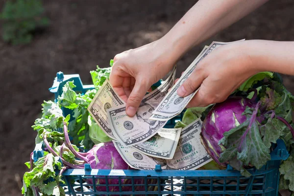 The client pays for vegetables in cash. Hands counting dollar bills over a crate of green and purple kohlrab
