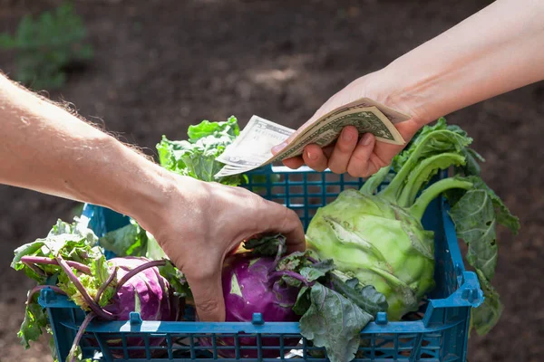 The seller hand holds money. Customer hand takes purple kohlrabi cabbage from plastic crat