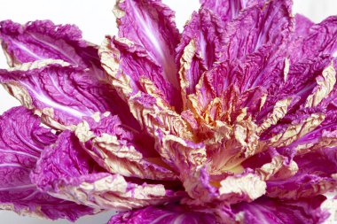 Mor Çin lahanası, yaprakları beyaz bir sırtüstü uzanmış çiçek şeklinde.