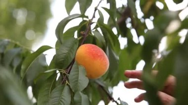 Sağ el yeşil yapraklı bir ağacın ince dalında sarı bir şeftaliye dokunur. Bahçıvan şeftalinin olgunluğunu kontrol ediyor.