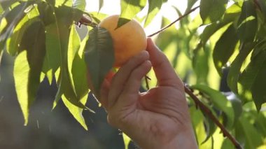 Şeftali topluyorum. Sağ el, arka plandaki ağaç dalından olgun bir şeftali koparır.