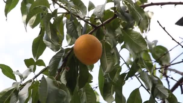 Mechanical Fruit Picking Ripe Peach Hangs Tree Branch Plastic Mechanical — Stock video