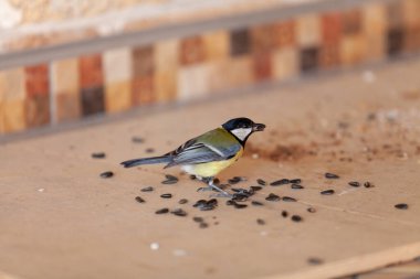 cute tit sits on a shelf. It holds a black sunflower seed in its beak. Close-u